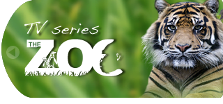 The Zoo TV Series